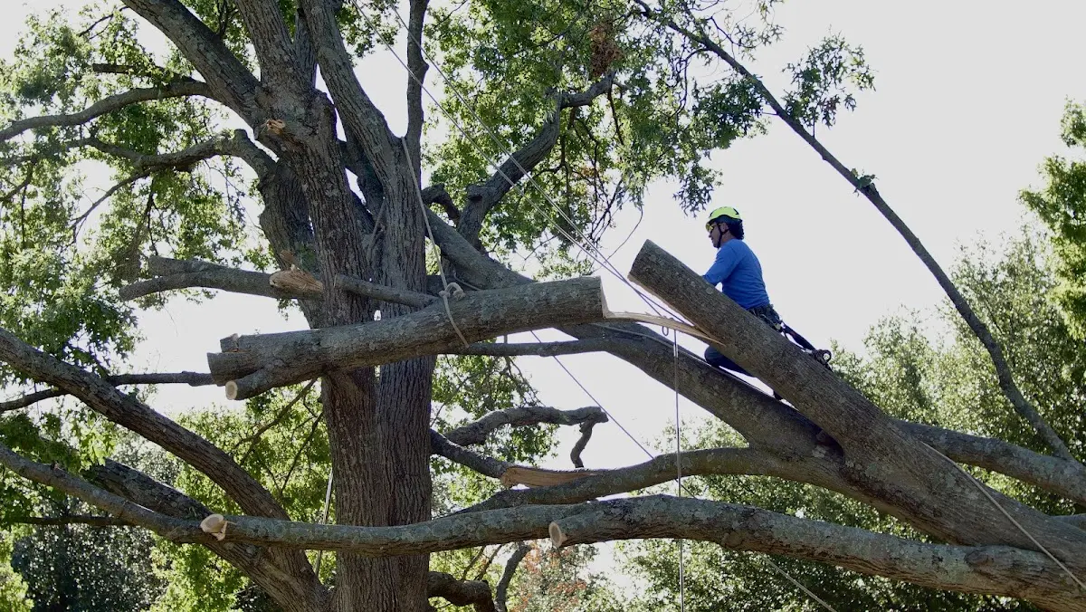 Professional Hazardous Tree Removal performed by certified arborists in Courtenay